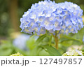 青い紫陽花 127497857