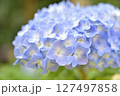 青い紫陽花 127497858