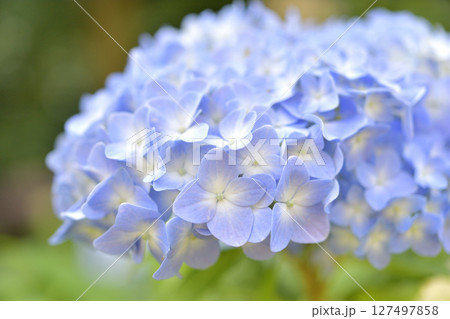 青い紫陽花 青い紫陽花 127497858