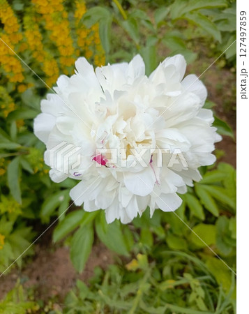 A close-up of a white peony flower with delicate petals and a hint of pink in the center, surrounded by green foliage and yellow flowers in the background. 127497859