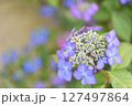 青いガクアジサイ 127497864