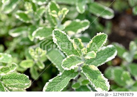 パイナップルミント 127497879
