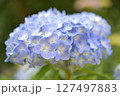 青い紫陽花 127497883