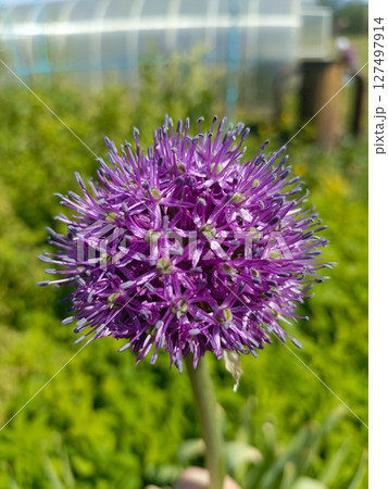 A close-up of a round purple allium flower in a garden. The flower has a spherical shape with numerous small petals and green foliage in the background. 127497914