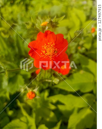 A vibrant red flower blooms amidst lush green foliage. The flower has a distinct shape with bright petals and a central cluster of yellow stamens. 127497915