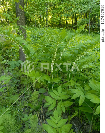 Lush green foliage in a forest setting. Various plants with vibrant leaves and small white flowers are visible. Sunlight filters through the trees. 127497919
