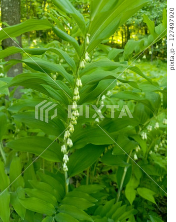 A cluster of green plants with elongated leaves and small white flowers in a lush forest setting. The scene captures the beauty of nature in spring. A cluster of green plants with elongated leaves and small white flowers in a lush forest setting. The scene captures the beauty of nature in spring. 127497920