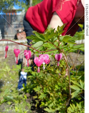 A person tending to a garden with pink bleeding heart flowers. The individual is wearing a red shirt and is focused on the plants. 127497923