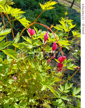 A close-up of vibrant pink bleeding heart flowers among lush green foliage. The scene captures the beauty of spring blooms in a garden setting. 127497924