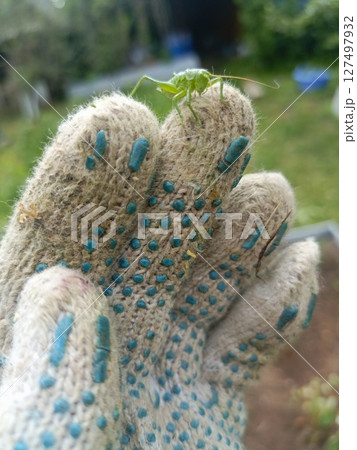 A close-up of a hand wearing a gardening glove, holding a green insect. The background features a blurred garden with greenery and tools. A close-up of a hand wearing a gardening glove, holding a green insect. The background features a blurred garden with greenery and tools. 127497932