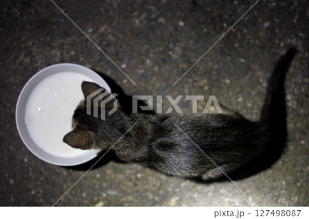 Top view of stray kitten drinking milk in dark outdoor setting 127498087