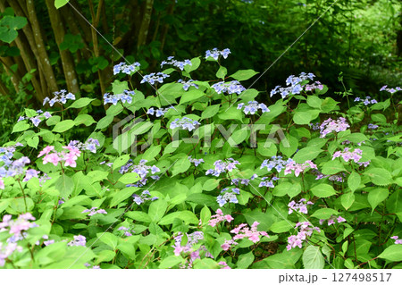 ヤマアジサイ「丹後ナデシコ」Hydrangea serrata "Tangonadeshiko" ヤマアジサイ「丹後ナデシコ」Hydrangea serrata "Tangonadeshiko" 127498517