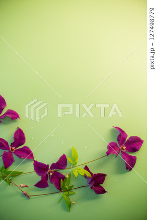 Green background with lonely clematis branch for design Green background with lonely clematis branch for design 127498779