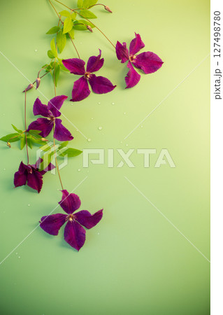 Clematis close-up on clean green background 127498780