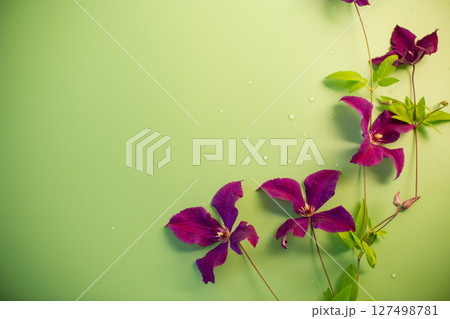 Isolated clematis with green space in frame 127498781