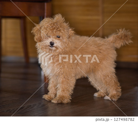 Fluffy Maltipoo puppy resting in a cozy room 127498782