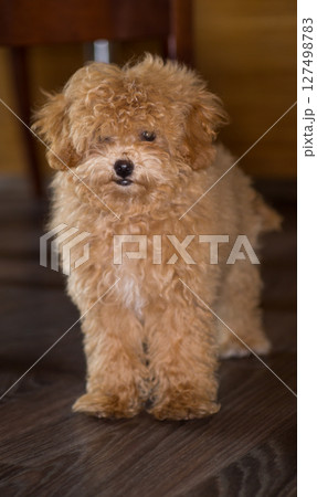 Fluffy Maltipoo pet in a warm room 127498783