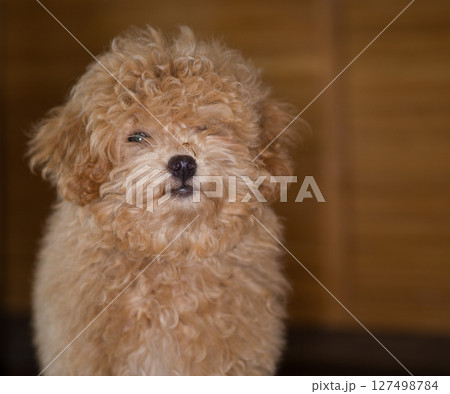 Little Maltipoo puppy with brown curly fur 127498784
