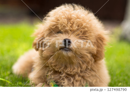 A fluffy domestic animal lying on a meadow in sunny weather A fluffy domestic animal lying on a meadow in sunny weather 127498790