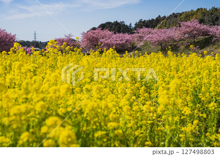 浜松市の東大山の河津桜の風景(静岡県) 127498803