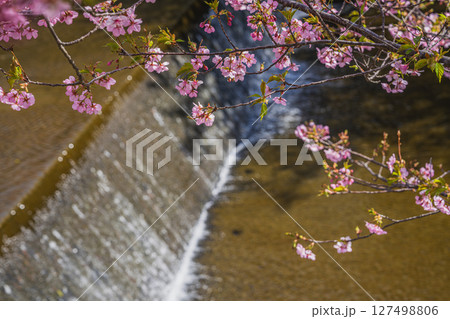 浜松市の東大山の河津桜の風景(静岡県) 浜松市の東大山の河津桜の風景(静岡県) 127498806