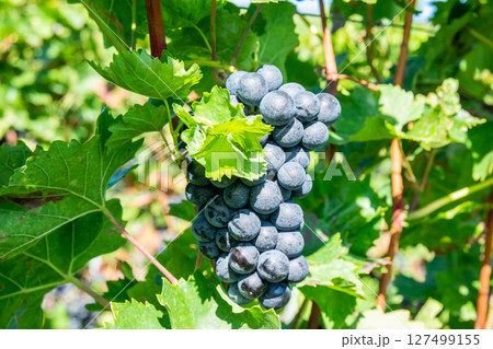 Vineyards in summer harvest. Large bunches of red wine grapes in sunny weather. 127499155