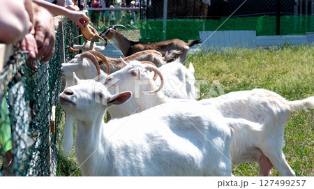 Goats eagerly approach visitors at a petting zoo during a sunny day, showcasing interaction and enjoyment for all ages 127499257
