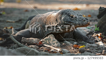 Large Komodo dragon or Varanus Komodoensis resting on ground, in sunset evening light, showcasing its scaly skin and powerful build. Wild animals natural habitat. Indonesia, Rinca island national park 127499383