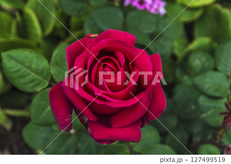 Blooming red rose Bud close-up on a blurred background with foliage Blooming red rose Bud close-up on a blurred background with foliage 127499519