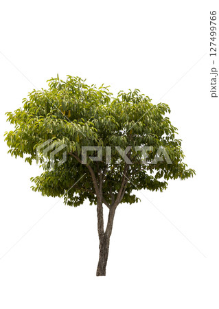 A big tree isolated on white background.  Used for design, advertising and architecture. 127499766