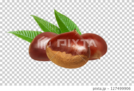 栗子插畫逼真的日本栗子 127499906