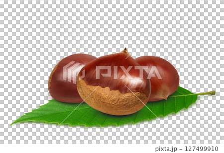栗 イラスト リアル 和栗 127499910