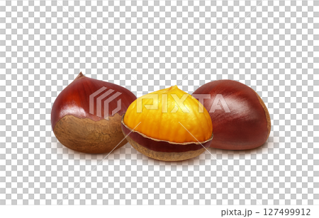 Chestnut illustration realistic Japanese chestnut 127499912
