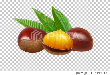 Chestnut illustration realistic Japanese chestnut 127499913