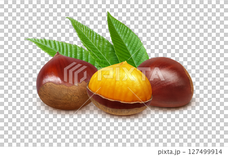 栗 イラスト リアル 和栗 栗 イラスト リアル 和栗 127499914