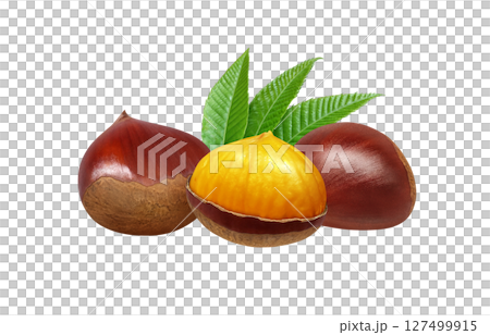 栗 イラスト リアル 和栗 栗 イラスト リアル 和栗 127499915