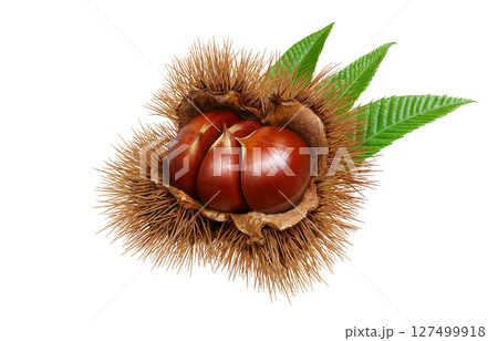 栗 イラスト リアル 和栗 127499918