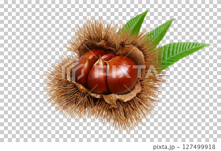 栗 イラスト リアル 和栗 127499918