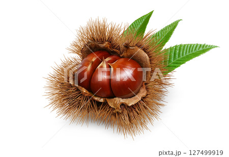 栗 イラスト リアル 和栗 127499919