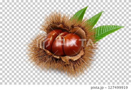 栗 イラスト リアル 和栗 127499919