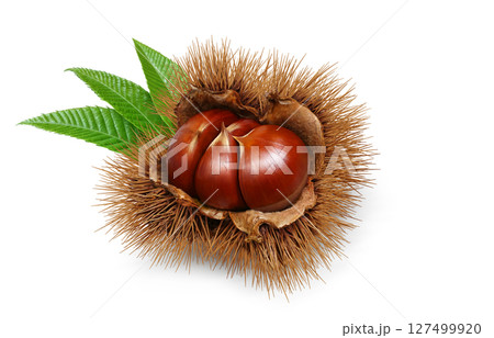 栗 イラスト リアル 和栗 栗 イラスト リアル 和栗 127499920
