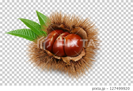 栗 イラスト リアル 和栗 栗 イラスト リアル 和栗 127499920