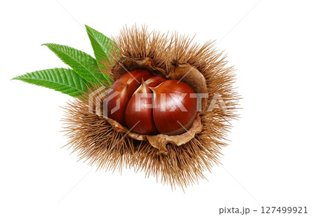 栗 イラスト リアル 和栗 127499921