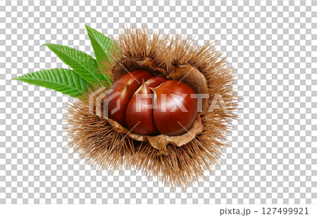 栗 イラスト リアル 和栗 127499921