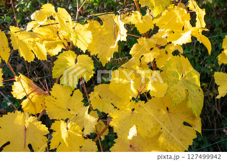 Yellow leaves and autumn vineyard near the houses. Nature colorful background. Yellow leaves and autumn vineyard near the houses. Nature colorful background. 127499942