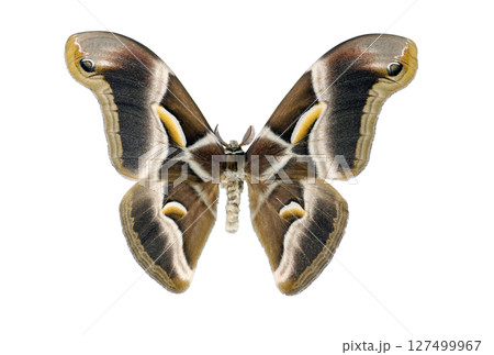Isolated Saturnia moth Samia ricini shows stunning wing patterns and colors, highlighting its unique features. Captured in a controlled environment to emphasize its natural beauty. 127499967