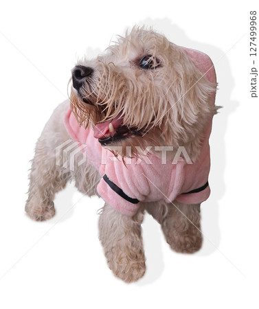 After a refreshing bath, a small west terrier dog snugly fits in a soft pink bathrobe, showcasing a happy expression while relaxing in a warm and inviting home environment. 127499968