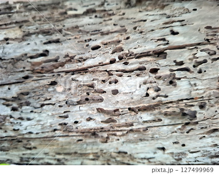 Close-up view of an old log reveals extensive damage caused by bark beetle larvae, showcasing intricate patterns of wood decay and the natural lifecycle of these insects. 127499969