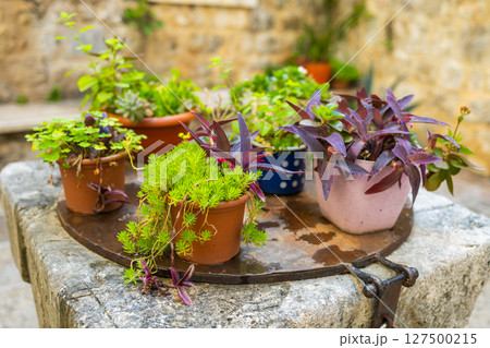Assorted potted plants arranged on a rustic stone well. Urban courtyard gardening, Mediterranean charm, and colorful foliage composition. 127500215