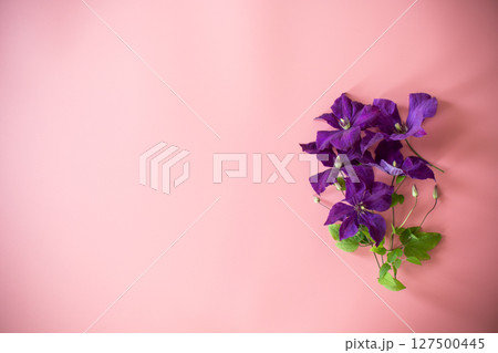 clematis branch and space for text on pink background 127500445